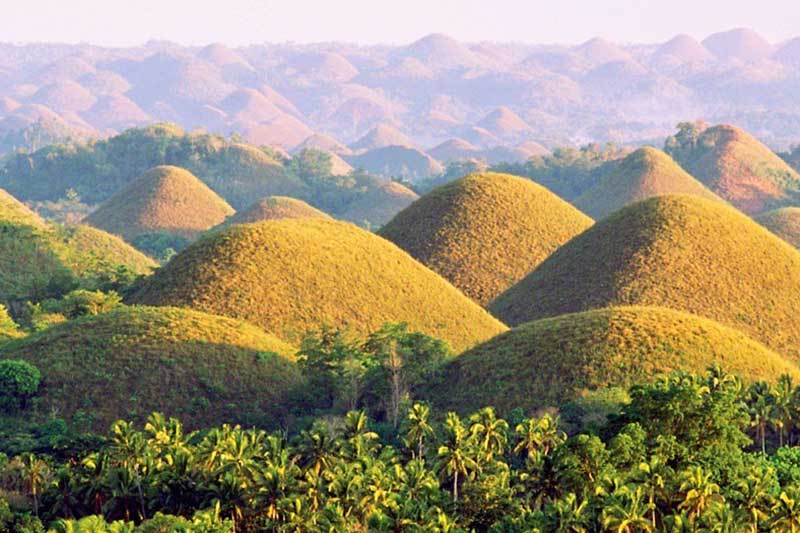 doi cay ca cao